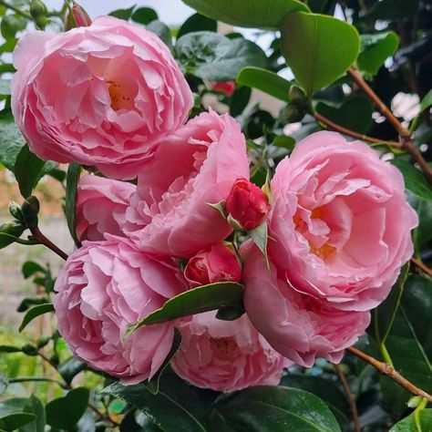 Strawberry Hill, a bit more open today. Gotta make the most of this view, they are gone too long 🌹🌹🌹 @david_austin_roses #davidaustinroses… | Instagram Strawberry Hill Rose, Pink David Austin Roses, Gertrude Jekyll Rose, Carmel Antike Garden Rose, Strawberry Hill, Romantic Antique Garden Rose, David Austin Roses, David Austin, Climbing Roses