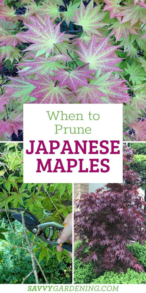 Japanese Maple Tree Care, Japanese Maple Tree Landscape, Maple Tree Landscape, When To Prune Hydrangeas, Japanese Maple Garden, Japanese Maple Varieties, Maple Trees, Planting Plan, Japanese Maple Tree