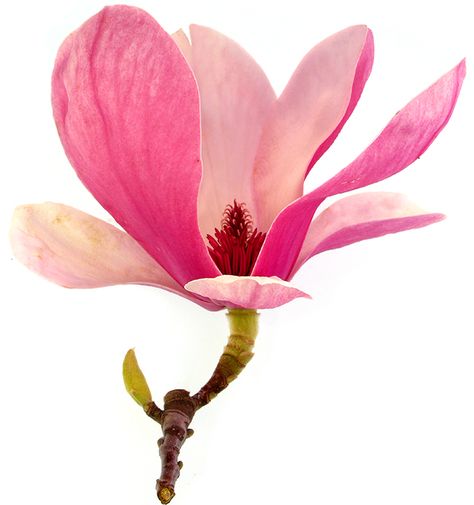 Organic Flowers, Magnolia Tree Art, Flower Reference, Magnolia Reference, Fairy Magnolia Tree, Leonard Messel Magnolia Tree, Butterfly Magnolia Tree, Kristina Webb, Flower Close Up