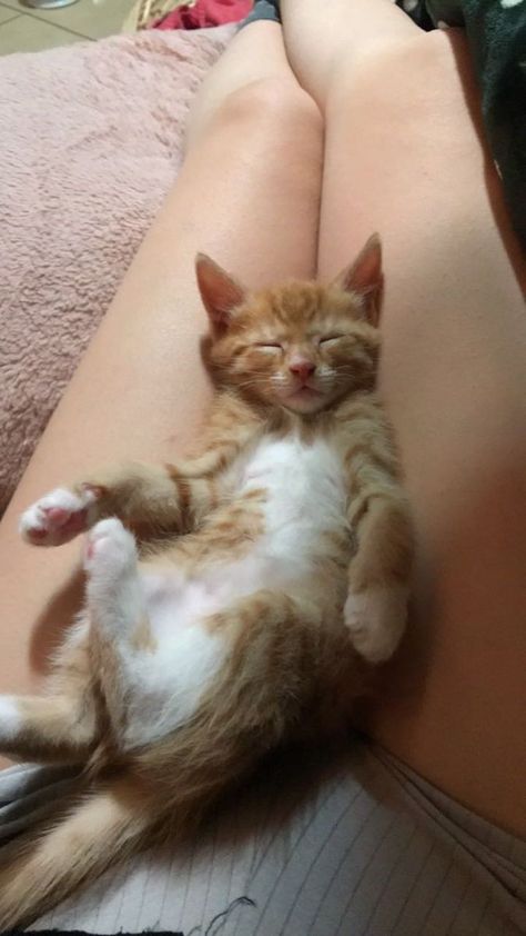 Lap Pics, Cat On Lap, Cat Snap, Cute Tights, Funny Poses, Body Outfit, Mood Instagram, Fake Pictures, Pet Hacks