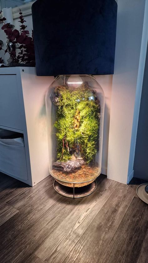 Terrarium Lamp, Forest Lamp, Fish Tank Terrarium, Aquascape Design, Beautiful Terrariums, Organic Art, Terrarium Decor, Terrarium Diy, Garden Terrarium