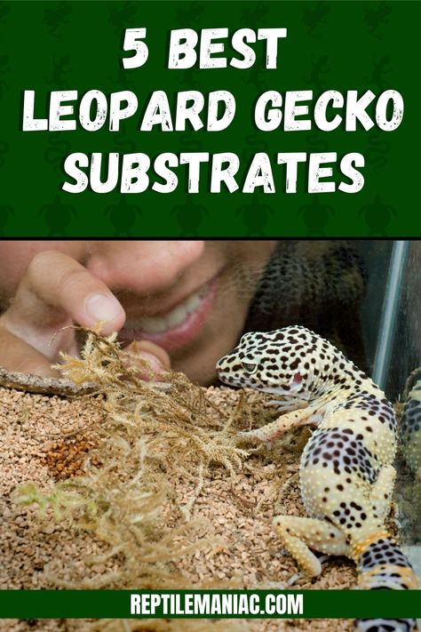 Learn the 5 best leopard gecko substrates and 3 you should avoid! Leapord Gecko Habitat Ideas Diy, Leopard Gecko Safe Plants, Leopard Gecko Substrate, Leopard Gecko Feeding Schedule, Leopard Gecko Vivarium, Leopard Gecko Bioactive, Bioactive Leopard Gecko Tank, Leopard Gecko Habitat Ideas, Cute Leopard Gecko Tank Ideas