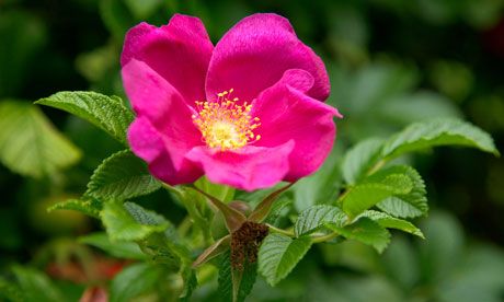 Rosa Rugosa One of the best hip-producing roses. It makes a great hedging plant, loved by wildlife and hated by burglars. Photograph: GAP Photos/Rachel Warne Rugosa Rose, Beach Rose, Rosa Rugosa, Hedging Plants, English Country Gardens, Wildlife Gardening, Flower Essences, Wild Orchid, Plant Species