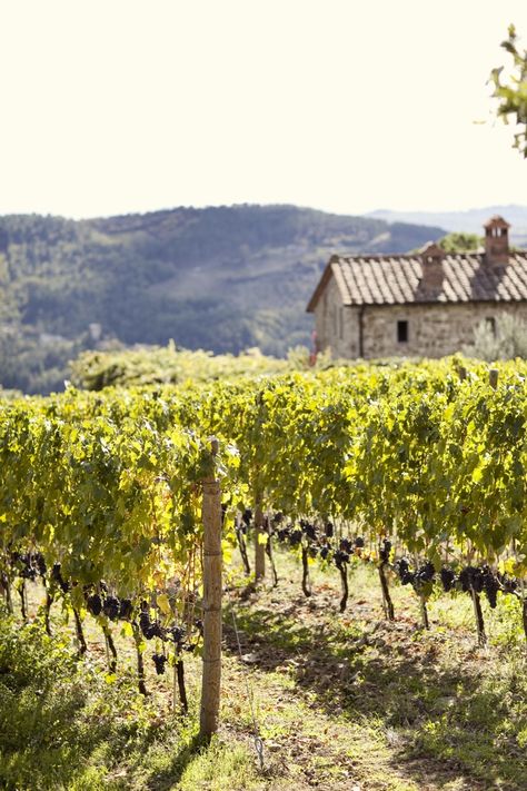 Vine Yard, Tuscan Winery, French Vineyard, Chianti Italy, Italian Vineyard, Grape Vineyard, Artist Decor, Wine Country Travel, Wine Vineyards