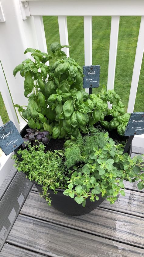 herb planter, basil, dill, oregano, summer gardening Small Herb Garden Balcony, Herb Garden Side Of House, Herb Garden In Front Of House, Fresh Herb Garden, Herb Garden In A Pot, Planter Herb Garden, Small Pot Garden Ideas, Herbs Balcony Ideas, Herb Garden Pots Ideas