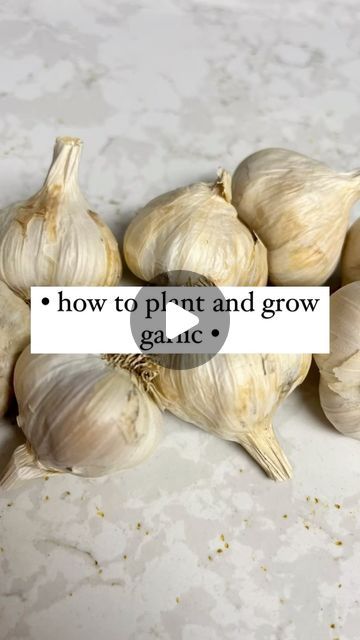 Harvested Home on Instagram: "How to plant and grow garlic:

✨Take your bulb of garlic and remove the outer paper from it. This will loosen up the cloves. 
✨Pop out the cloves from the bulb but keep their individual paper in tact. 
✨Make holes about 1 inch deep and 3-4 inches apart in your raised bed or container.
✨Place one clove, root end down, in each hole and then cover with soil. 
✨Make sure to fully cover the stem at the top. 
✨Water and cover with light, loose mulch if you have it. 

NOTES:
✨Once you separate the cloves from the bulb, you may need to go back through and remove any of the remaining outer paper. But be careful not to remove the individual clove’s paper! It needs to be in tact when you plant it. 
✨Garlic needs at least 6 inches of loose soil to grow. 
✨Each clove of ga Growing Garlic From Cloves, Grow Garlic, Growing Garlic, Garlic Bulb, Raised Bed, Pop Out, Mulch, To Grow, 6 Inches