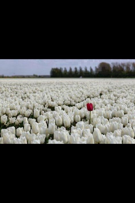 Be that one red rose in a field of white roses Earth Pictures, Tulip Fields, White Tulips, Rose Rouge, Red Tulips, E Card, Tulips Flowers, Flower Field, Nature Beauty