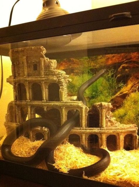 Black Mexican King Snake❤️ Mexican Black King Snake Enclosure, Cute Snake Tank Ideas, Black Mexican King Snake, Goth Snake Enclosure, Pet Snake Enclosure, Mexican Black Kingsnake Enclosure, Snake Enclosure Aesthetic, King Snake Enclosure, Kingsnake Enclosure