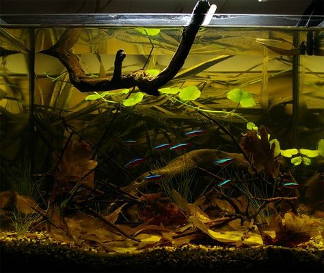 Blackwater Aquarium, Biotope Aquarium, Fishing Room, Aquarium Landscape, Aquascape Aquarium, Cool Fish, Fish Supplies, Aquarium Accessories, Aquarium Design