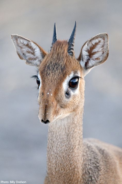 People are the dik-diks’ biggest threat—they have long hunted them, setting snares along their paths. Small bones from their legs and feet are used in traditional jewelry. Their skins are often made into suede for gloves. But these small ungulates are far too cute for such a terrible fate! Weird Looking Animals, Animals Activities, Dik Dik, Strange Animals, Stranger Than Fiction, Animal Activities, Unusual Animals, About Animals, Airbrush Art