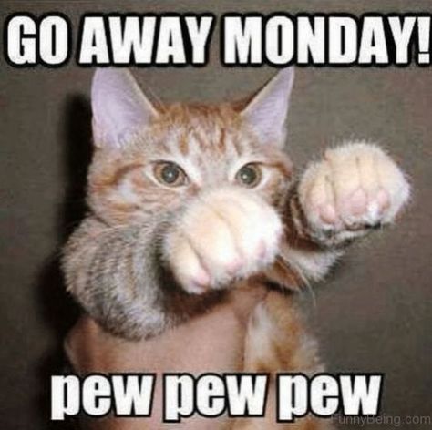 The Best Monday Memes to Get You Through the Week Funny Sunday Memes, Monday Jokes, Funny Monday Memes, Happy Birthday Funny Cats, Monday Cat, Sunday Humor, Katt Grejer, Monday Memes, Monday Humor