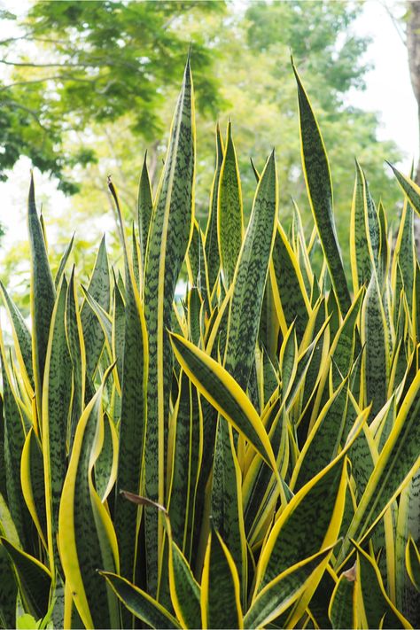 Snake Plant Wallpaper, Snake Plant Outdoors, Snake Plants Outdoors, Snake Plants, Plant Window, Greenhouse Plants, Chinese Evergreen, Iron Plant, Growing Plants Indoors