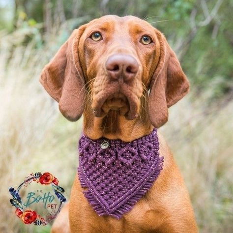 Macrame For Pets, Macrame Dog Toys, Macrame Dog Bandana, Macrame Pet Collar, Dog Macrame, Macrame Pet, Collar Macrame, Diy Dog Collar, Dog Grooming Salons