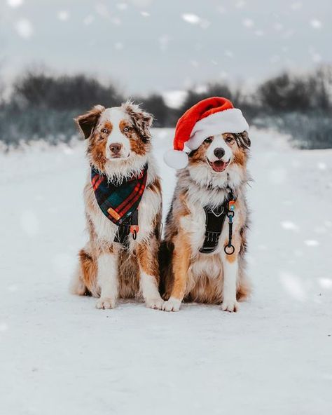 Aussie Christmas Wallpaper, Cute Pics Of Dogs, Australian Shepherd Christmas, Xmas Animals, Christmas Pet Photos, Dog Christmas Photos, Dog Christmas Pictures, Australian Shepherd Blue Merle, Christmas Photograph