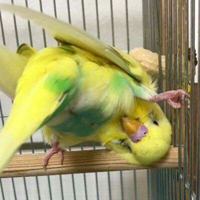 Budgies Bird, Budgie Parakeet, Funny Parrots, Funny Birds, Aquascaping, Bird Pictures, Pretty Birds, Cute Birds, Sweet Animals