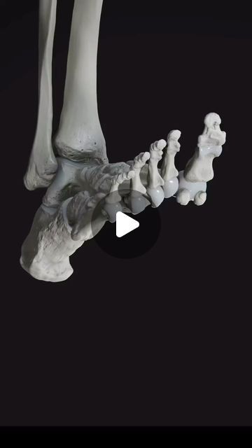 Science Optics on Instagram: "Human foot anatomy. 
-
-
-
#foot #medicine #science #bones" Feet Bones Anatomy, Foot Bones Anatomy, Ankle Anatomy, Foot Anatomy, Anatomy Bones, Artists Painting, Ankle Mobility, Charcoal Sketch, Med Student