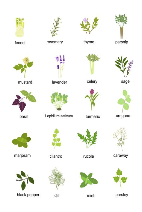 hand-drawn aromatic herbs Herb Names, Names Of Plants, Leaves Name, Tuesday Recipes, Herb Oil, Herbs List, Plant Names, Growing Healthy Hair, List Of Vegetables