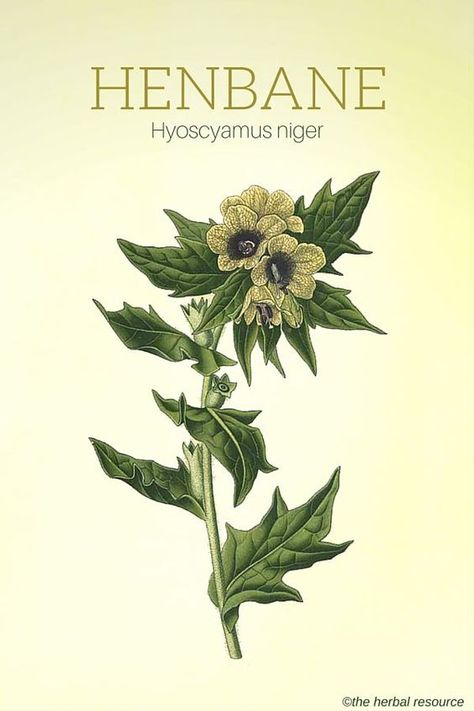 The Herb Henbane (Hyoscyamus niger) Herbal Knowledge, Medical Herbs, Herbal Plants, Poisonous Plants, Herbal Apothecary, Healing Plants, Herbal Healing, Herbs For Health, Wild Edibles