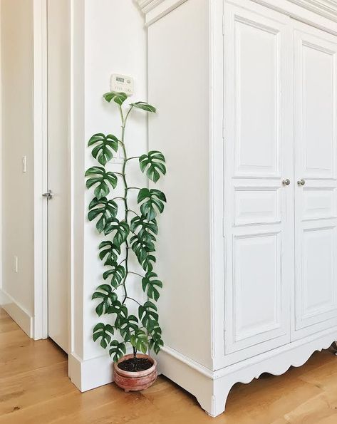 Indoor Climbing Plants, Bed Layout, Rhaphidophora Tetrasperma, Plant Goals, Inside Plants, Plant Decor Indoor, Plant Aesthetic, House Plants Decor, House Plants Indoor