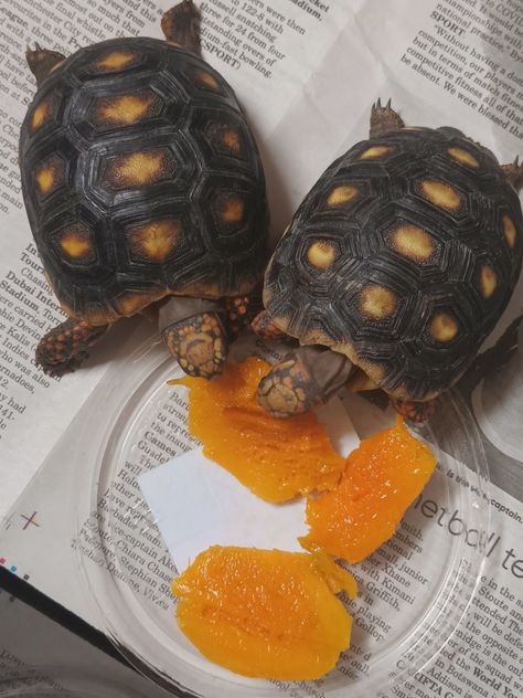 Tortoise Eating, Red Ear Turtle, Eating Mango, Pet Tortoise, Red Footed Tortoise, Tortoise Food, Cute Tortoise, Baby Tortoise, Desert Tortoise