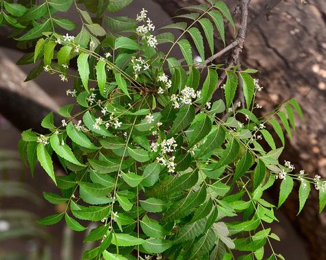 nice Neem Leaf, Certified Organic   Check more at http://harmonisproduction.com/neem-leaf-certified-organic/ Neem Leaves For Skin, Neem Leaf Benefits, Neem Leaves, Neem Leaf, Health Hair, Skin Hair, Ayurvedic Medicine, Hair Scalp, Hair Health