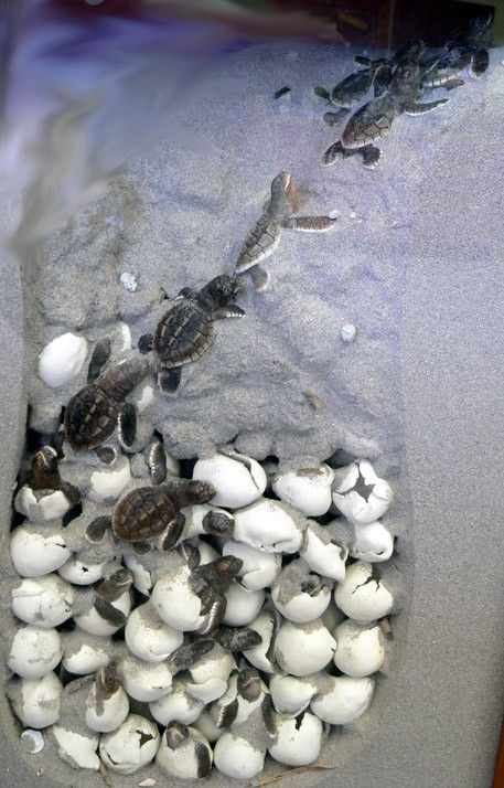 Baby Turtles...incredible Sea Turtles Hatching, Turtle Hatching, Baby Sea Turtles, Tortoise Turtle, Turtle Love, Baby Turtles, Ocean Water, Springer Spaniel, Reptiles And Amphibians