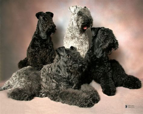 Glen Of Imaal, Russian Terrier, Yorkie Poodle, Glen Of Imaal Terrier, Kerry Blue Terrier, Soft Coated Wheaten Terrier, Irish Terrier, Wheaten Terrier, The Loyal