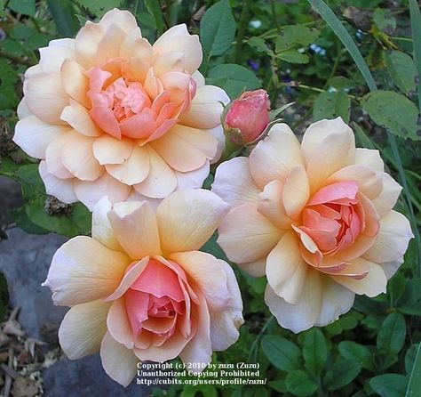 Photo of the bloom of Rose (Rosa 'Grace') posted by zuzu - Garden.org French Country Decorating Living Room, Austin Rose, Rose Bushes, English Gardens, Victory Garden, Bloom Blossom, Gardening Flowers, David Austin Roses, Hybrid Tea Roses