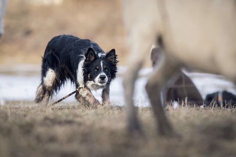 Working Line Border Collie, Border Collies Herding, Working Border Collie, Border Collie Working, Livestock Dogs, Dog Herding, Border Collie Herding, Farm Core, Collie Breeds