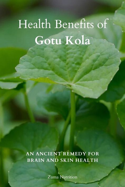 In Ayurvedic medicine, Gotu Kola holds a place of honor as one of the most spiritual and rejuvenative herbs. Known as an Ancient Remedy for Brain and Skin Health. Gotu Kola Benefits, Gotu Kola, Ayurvedic Medicine, Herbal Supplements, Immune Boosting, Reduce Inflammation, Natural Healing, Side Effects, Skin Health