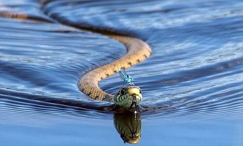 Damselfly riding across pond on the head of a SNAKE  #DailyMail Funny Photoshop Pictures, Funny Photoshop, Animal Facts, Reptiles And Amphibians, Animal Photo, Amphibians, Bird Watching, Snakes, Funny Photos