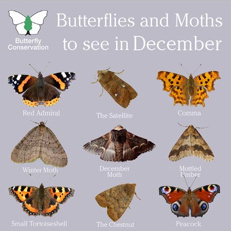 It's the first of December and the first day of #winter on the meteorological calendar ❄️ Christmas is just around the corner, here are a handful of the gifts from nature you can hope to see over the next few weeks. Discover more with our E-newsletter. Butterfly Identification, Insect Identification, Moths And Butterflies, E Newsletter, Butterfly Species, Big Butterfly, Monthly Newsletter, British Wildlife, Wildlife Gardening