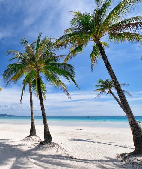 Beaches In The Philippines, Boracay Beach, Boracay Hotels, Island Activities, Aesthetic Coconut, Island Aesthetic, Boracay Philippines, Boracay Island, Palm Trees Beach