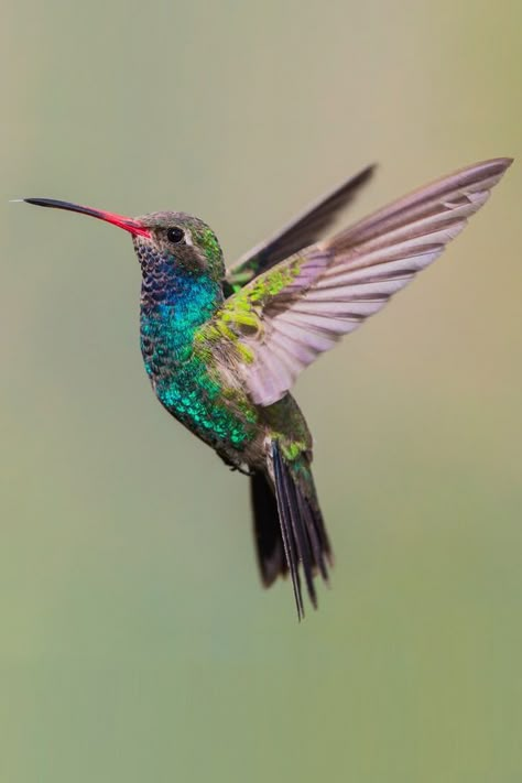 6 Types of Hummingbirds in Michigan Nature Wallpapers Aesthetic, Hummingbird Art Drawing, Tattoo Hummingbird, Hummingbird Drawing, Hummingbird Photos, Hummingbirds Photography, Hummingbird Pictures, Photography Animals, Best Cameras