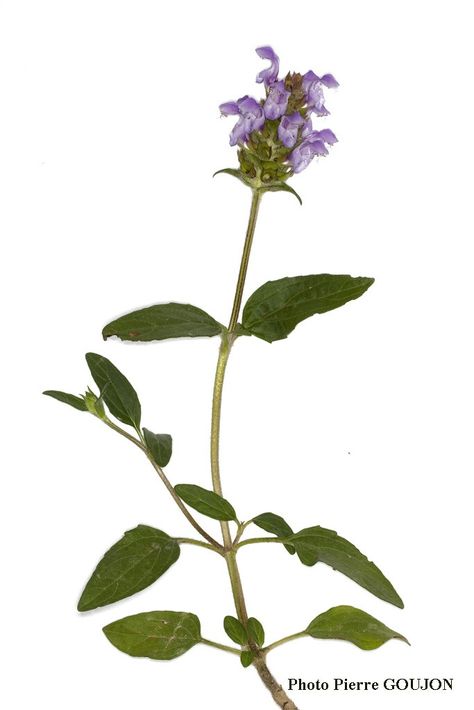 Brunelle (Prunella vulgaris) Herb Collection, Verbena Officinalis, Maidenhair Spleenwort, Prunella Vulgaris, Filipendula Vulgaris, Verbena Officinalis Bampton, Herbs, Plants