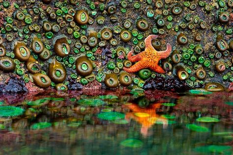 Breaker Rock Beach, Pool Paint, Tidal Pool, Sea Dream, Tide Pool, Rock Beach, Nature People, Pool Picture, Marine Ecosystem