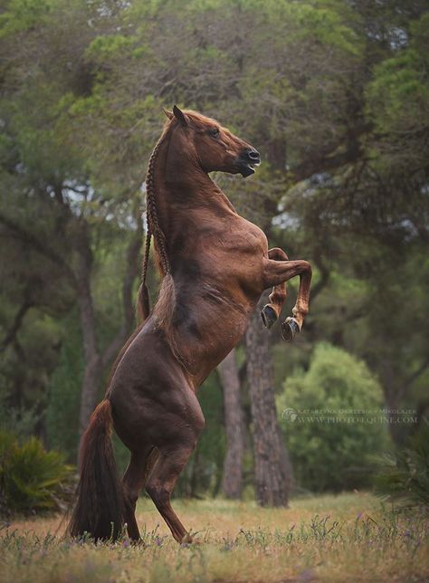 Majestic Horse, All The Pretty Horses, Horse Crazy, Majestic Animals, Equine Photography, Horse Photos, Pretty Horses, Horse Photography, Horse Pictures