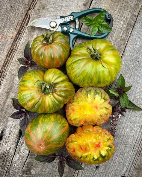 Beefsteak Tomato Plant, Green Zebra Tomato, Golden Zebra, Tomato Harvest, Beefsteak Tomato, Tomato Plant, Green Zebra, Beef Steak, Edible Garden