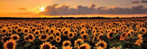 Sunflower Twitter Header, Sunflower Cover Photo, Sunflower Header, Yt Header, Pfp Flower, Cottagecore Header, Twtr Header, Firefly Theme, Sunflower Banner