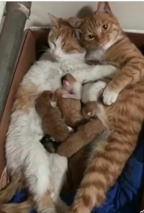 Cute family <3 Cats Orange, Sleeping Animals, Sleep Funny, Orange Baby, Super Cat, Orange Cats, Mama Cat, Cute Cats And Dogs, Beautiful Cats