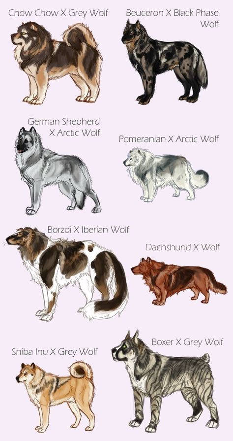 Dog Design Art, Canine Drawing, Breeds Of Dogs, Canine Art, Pretty Dogs, Pretty Animals, Animal Facts, Wolf Dog, Warrior Cat