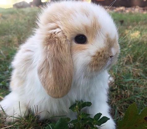 Holland Lop Rabbit, Rabbit Information, Holland Lop Bunnies, Lop Rabbit, Family Cute, Mini Lop, Cute Bunny Pictures, Winter Blanket, Bunny Cages