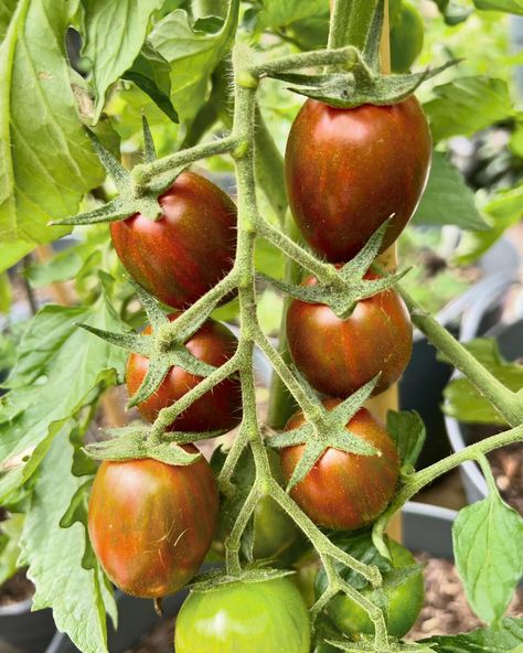 Finally the list has been decided!! 26 tomato varieties I’m growing in 2024 ⇣🍅🌱 Picking these is by far my hardest gardening decision each year 😂 Who else feels the same?! 1.Sgt Peppers 2.Shimmer 3.Tomatoberry 4.Midnight Roma 5.Sungold 6.Tigerella 7.Queen of the Night 8.Burpee Super Sauce 9. Large Barred Boar 10.Black Russian 11.Peardrops 12.Consuelo 13.Lucid Gem 14.Kaleidoscopic Jewel 15.Ananas Noir 16.Austin’s Red Pear 17.Princess of Gothic 18.Red Currant 19.Yukon Quest 20.Black Moon 21.B... Tomato Varieties, Queen Of The Night, Red Pear, Black Russian, Sgt Pepper, Red Currant, Black Moon, Kitchen Garden, The List