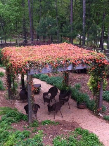 In my dreams! Tangerine Beauty Crossvine, Vines Ideas, Fresh Home Decor, Evergreen Vines, Garden Vines, Home Decor Idea, School Garden, Pergola Plans, Kew Gardens