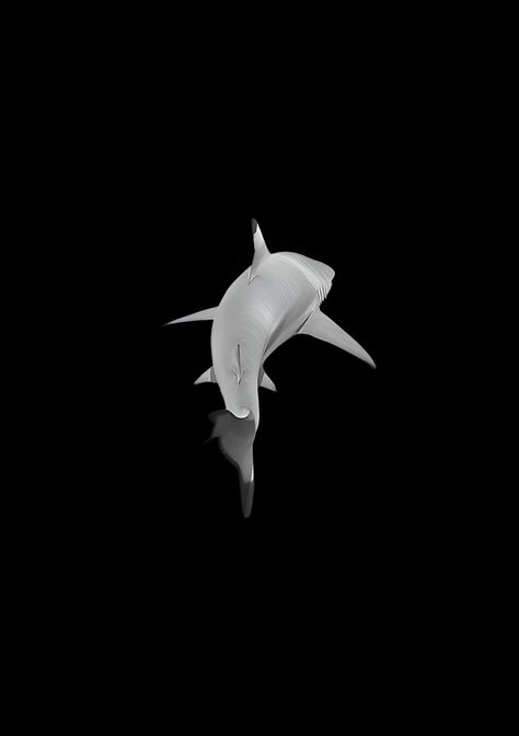 Sea Creatures Black Background, Shark Black Background, Shark Icon, Shark Wallpaper, Simplistic Wallpaper, Shark Pictures, Crown Tattoo Design, Iphone Dynamic Wallpaper, Wallpaper Computer