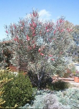 HAKEA FRANCISIANA Hakea Francisiana, Australia Garden, Dry Gardens, Australian Garden Design, Bush Tucker, Bush Garden, Australian Trees, Native Gardens, Australian Natives