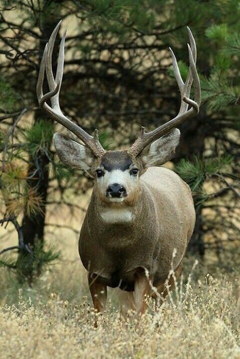 Backcountry Hunting, Reindeer Images, Deer Pics, Mule Deer Hunting, Mule Deer Buck, Big Deer, Moose Deer, Hunting Pictures, Deer Photos