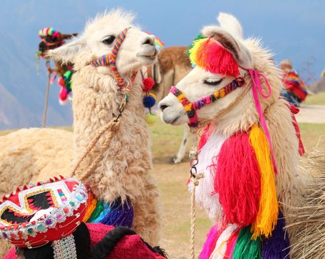 Do you know where in the world you can find llamas this stylish? Comment below! Llama Pictures, Money Hustle, Marketing Motivation, Alpaca Farm, Cute Alpaca, Fluffy Cows, Llama Alpaca, Cute Llama, Machu Picchu