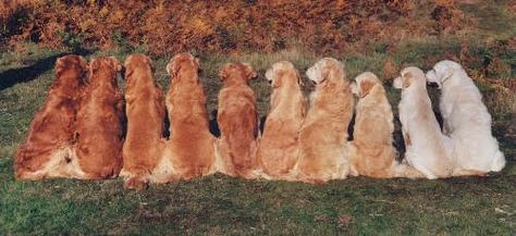 All the shades a Golden Retriever can come in. I love them all!! Golden Retriever Colors, Golden Retriever Mix, Flat Coated Retriever, Retriever Puppies, Animal Facts, Retriever Puppy, Dogs Golden Retriever, Golden Retrievers, Retriever Dog