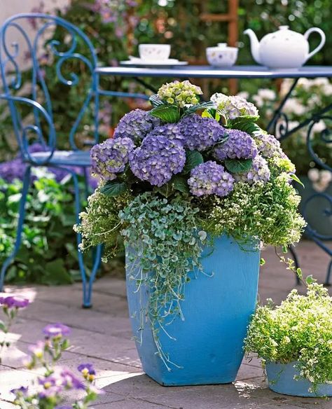 18 Excellent Landscaping With Hydrangea Ideas Hydrangea Planters, Bobo Hydrangea, Hydrangea Potted, Hydrangea Tree, Hydrangea Landscaping, Purple Hydrangeas, Front Porch Planters, Porch Flowers, Pot Decoration